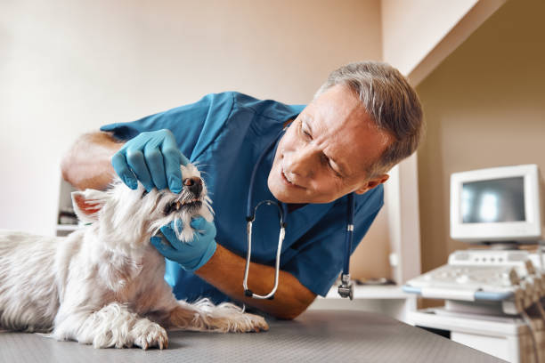 Best Walk-In Emergency Dentist in Crouch Mesa, NM